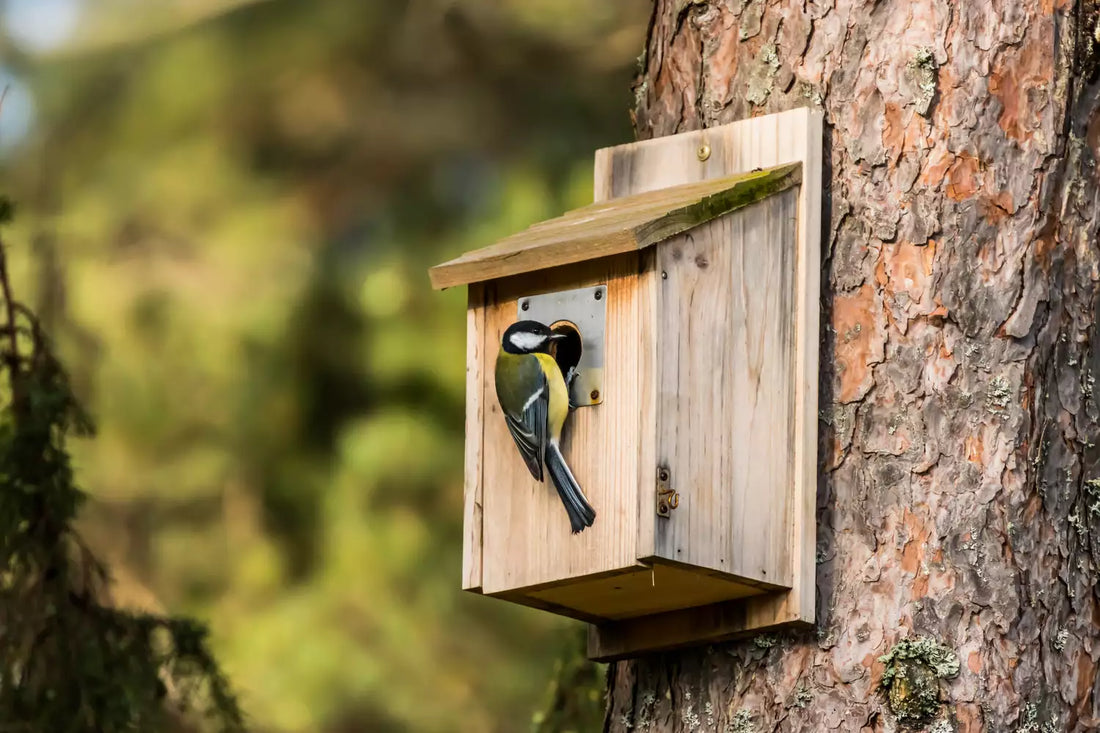 How to Make a Birdhouse in 8 Easy Steps